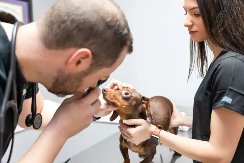 Ophthalmology