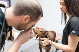 Heartworm Prevention in Louisiana: Why It Matters All Year