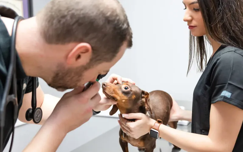 Ophthalmology