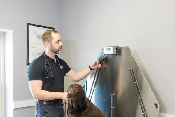Fleas and Ticks in Louisiana: Why Prevention Is Year-Round