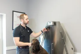 Fleas and Ticks in Louisiana: Why Prevention Is Year-Round