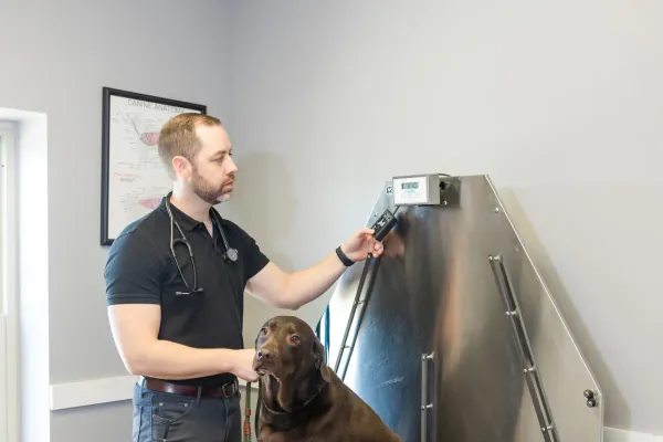 How Often Does My Dog Need a Wellness Exam?
