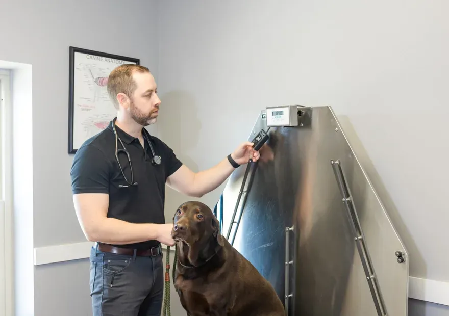 A veterinarian caring for a dog at Prairieville Animal Hospital