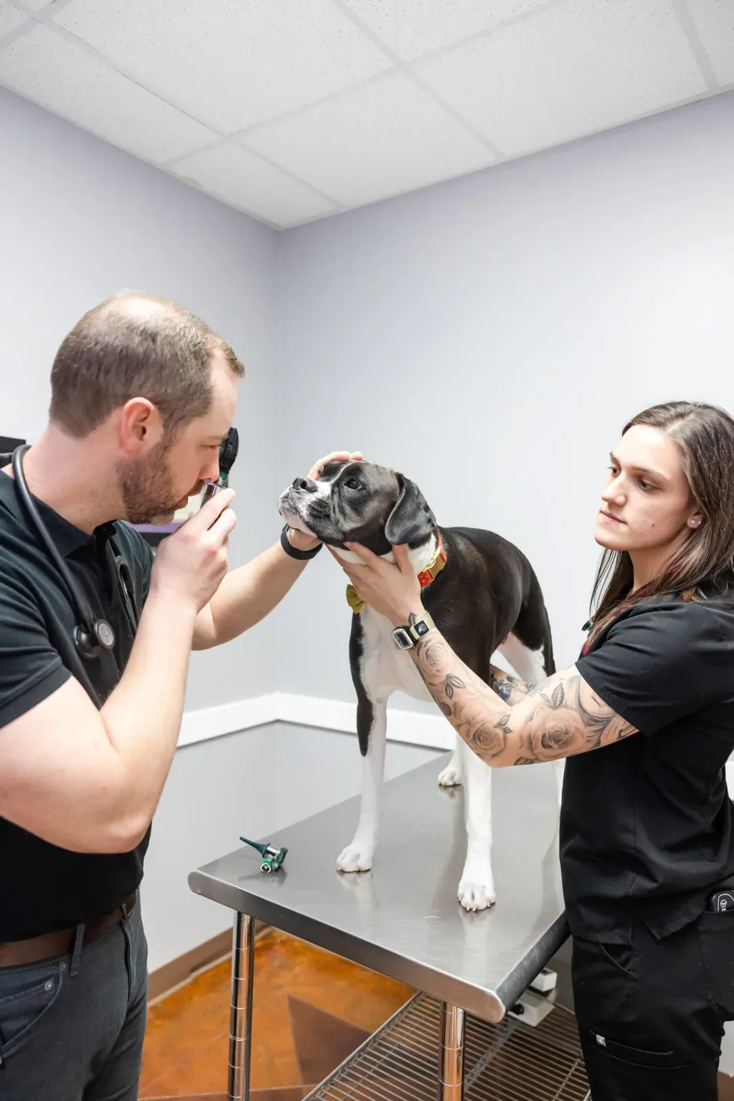 A staff member uses a handheld instrument to examine a dog's face closely