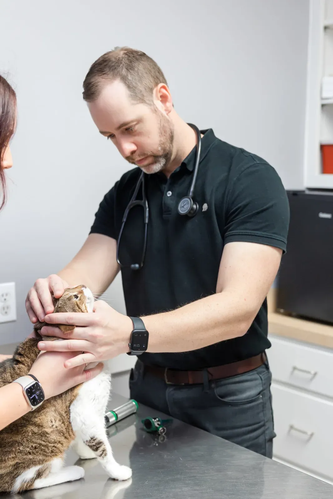 A staff member gently examines a tabby cat's face on a stainless exam table.