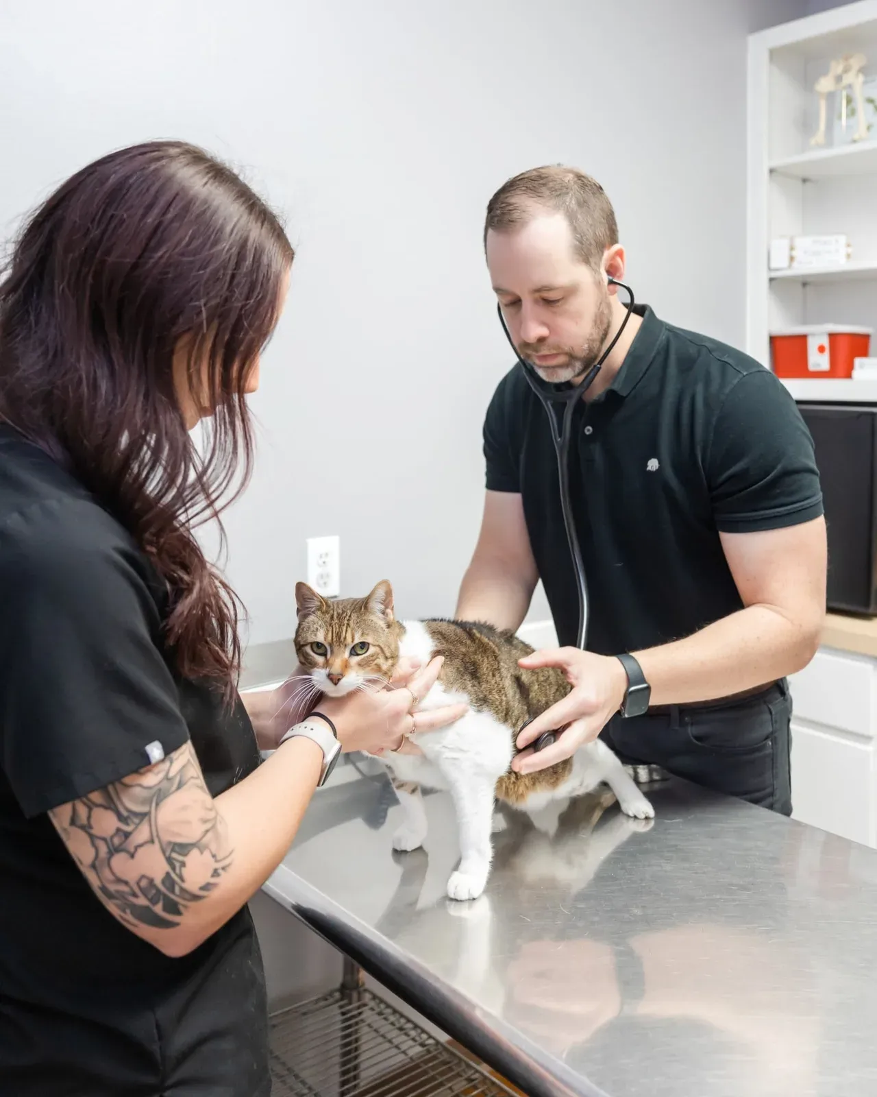 Two staff members listen to a tabby and white cat's heart on the table.