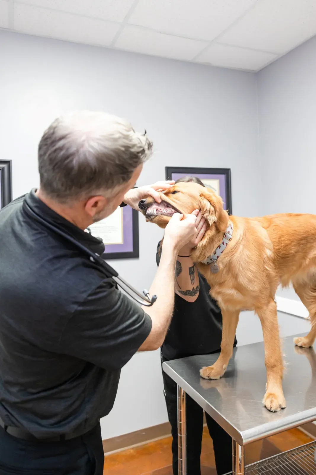 A staff member lifts a golden colored dog's lip to check its teeth.