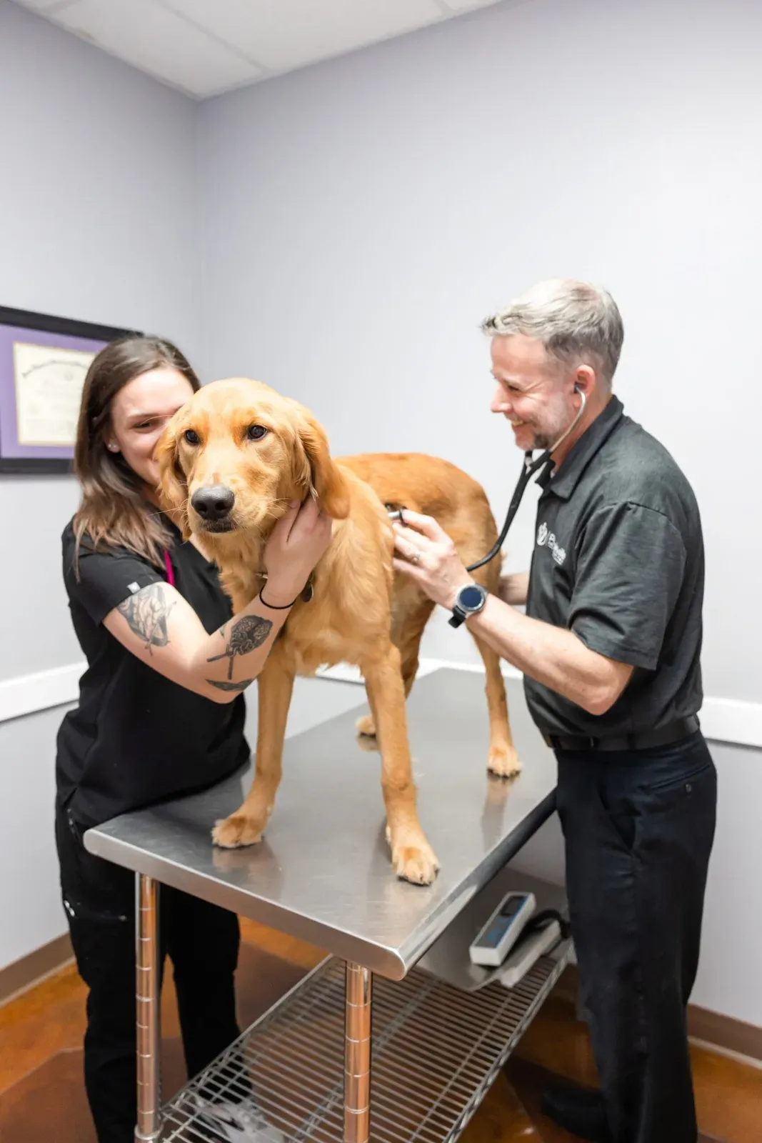 A staff member holds a golden colored dog while another listens to its heart.