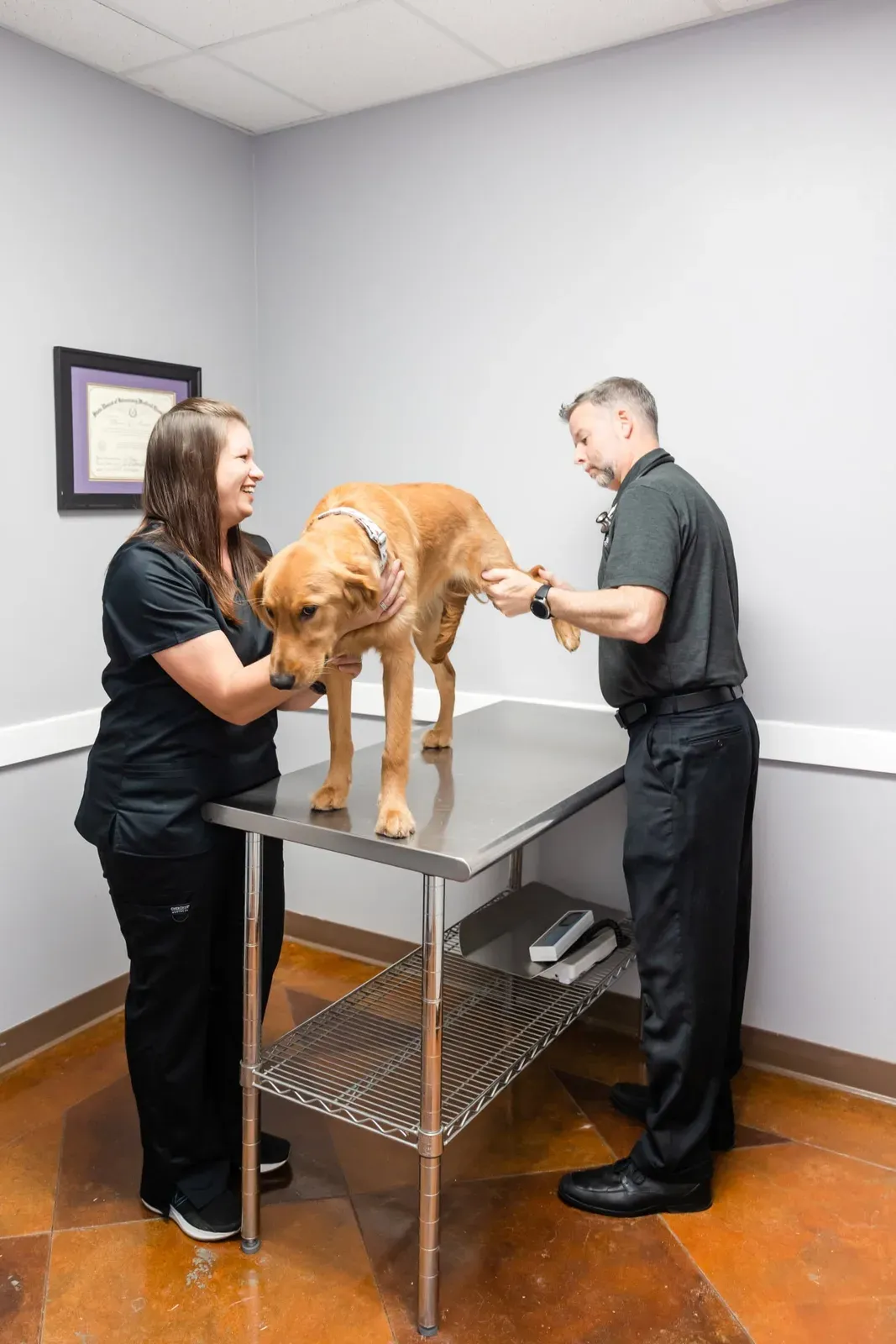 Two staff members examine a large golden colored dog on a stainless exam table.