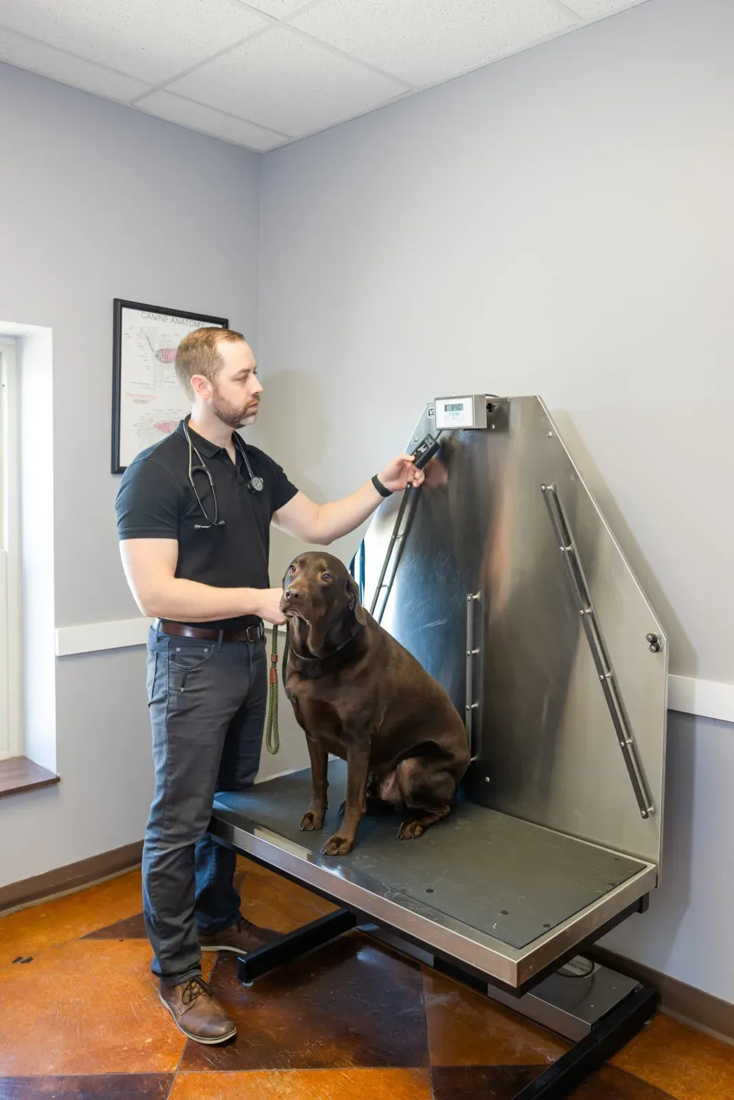 A staff member steadies a chocolate Labrador sitting on a lift exam table.