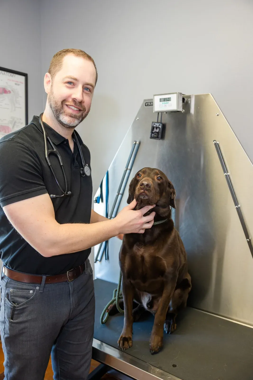 A smiling staff member rests his hand on a chocolate Labrador on an exam table.