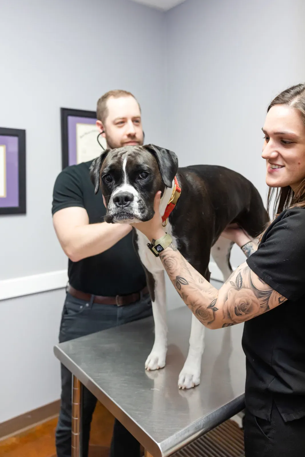 Two staff members steady a black and white dog on a stainless exam table