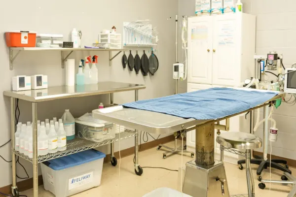 When Should You Spay or Neuter Your Puppy or Kitten?